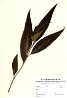 藏品(揚波)的圖片